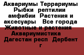 Аквариумы.Террариумы.Рыбки, рептилии, амфибии. Растения и аксесуары - Все города Животные и растения » Аквариумистика   . Дагестан респ.,Дербент г.